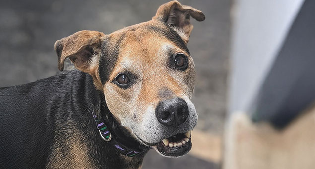 A brown and black dog with a graying muzzle looks up at the camera, mouth slightly open to show its teeth. The dog, wearing a purple and black collar, appears as if it's waiting for attention from its veterinarian. The background is blurred.