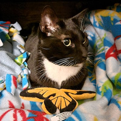 A black and white cat with a white chest lies on a colorful blanket, looking to the side as if waiting for the veterinarian. In front of the cat is a yellow and black plush butterfly toy.