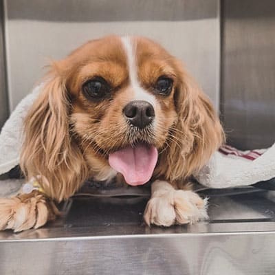 A small brown and white dog with long ears lies on a metal surface at the vet, partially covered by a white blanket, looking forward with its tongue out.