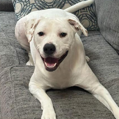 A white dog with light brown spots lies on a gray couch, looking up with its mouth open in a happy expression—perhaps excited for its next visit to the veterinarian. A patterned pillow is visible in the background.