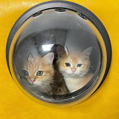 Two orange and white kittens peer through a clear, round bubble window set in a bright yellow surface, appearing curious and slightly squished together inside—perhaps heading to see the vet for a check-up.