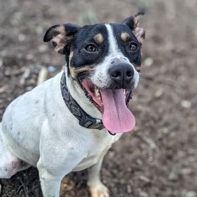 A happy black and white dog with a spotted face sits outdoors on dirt, looking at the camera with its mouth open and tongue out, wearing a collar after a recent checkup with the vet.
