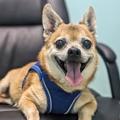 A small brown and tan dog with large ears and big eyes sits on a black office chair, wearing a blue harness. The pup looks at the camera, mouth open and tongue out, as if waiting for the vet or veterinarian to arrive.
