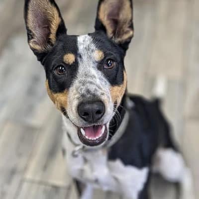A happy, black, white, and tan dog with large upright ears looks up at the camera, sitting on a light-colored wooden floor after a visit to the vet.