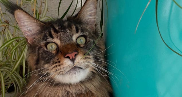 A close-up of a brown and black tabby cat with green eyes, sitting next to a turquoise pot and some green plants. The cat looks slightly upward, as if curious about a visit from the veterinarian, its long whiskers and upright ears alert.