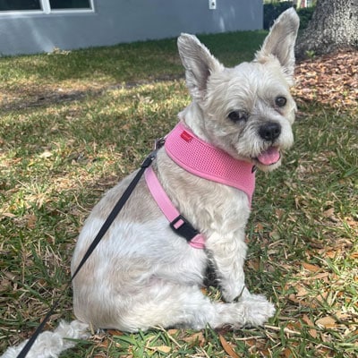 A small, light-colored dog wearing a pink harness sits on grass with a leash attached, looking at the camera with its tongue out—ready for a visit to the vet. There’s a building and tree in the background.
