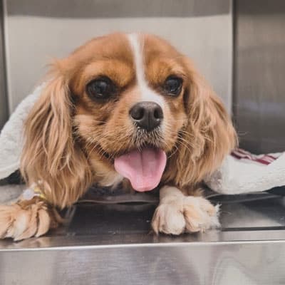 A small brown and white dog with floppy ears lies on a metal surface in the vet’s clinic, its tongue out and eyes looking forward, partially covered by a white towel.