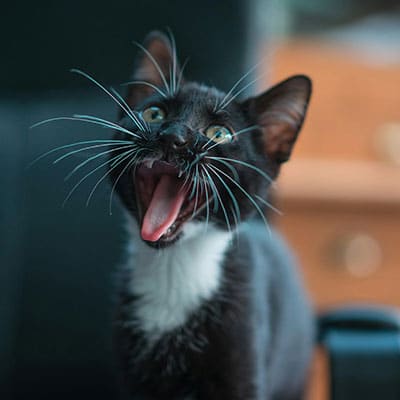 A black and white kitten with wide eyes sits indoors, its mouth open in a playful meow or yawn—perhaps reacting to seeing the vet. The softly blurred background highlights the kitten’s expressive face and whiskers.