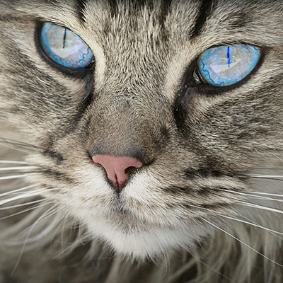 Close-up of a gray tabby cat's face, focusing on its striking blue eyes and pink nose, as a veterinarian gently examines the detailed fur texture and long white whiskers.