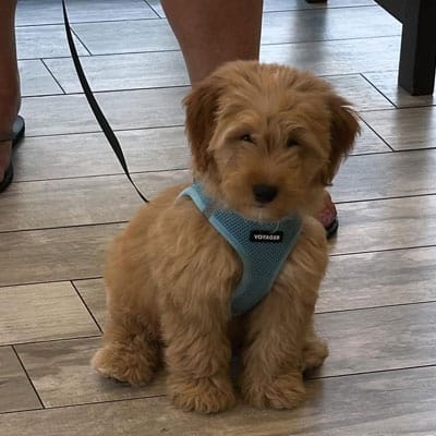 A fluffy light brown puppy wearing a blue harness sits on a wooden floor, waiting calmly as a veterinarian stands nearby holding its leash.