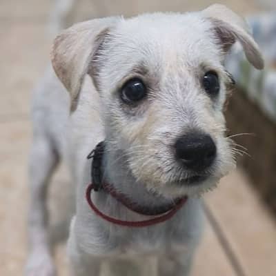 A small, white puppy with big dark eyes and short fur stands indoors, wearing a red collar. The puppy looks up with an alert and curious expression, as if waiting for the veterinarian at the vet clinic.