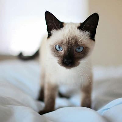 A Siamese cat with blue eyes stands on a bed with white sheets, looking directly at the camera—its alert expression could easily capture a vet’s attention. The background is softly blurred, emphasizing the cat's face and unique charm.