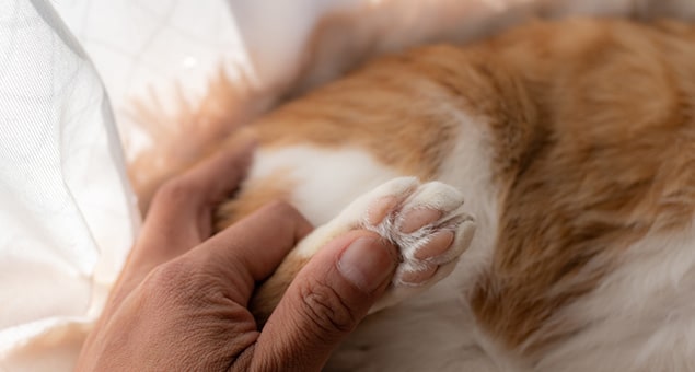 A close-up of a hand gently holding the paw of an orange and white cat, capturing a tender moment of connection often seen during a caring vet visit between veterinarian and pet.