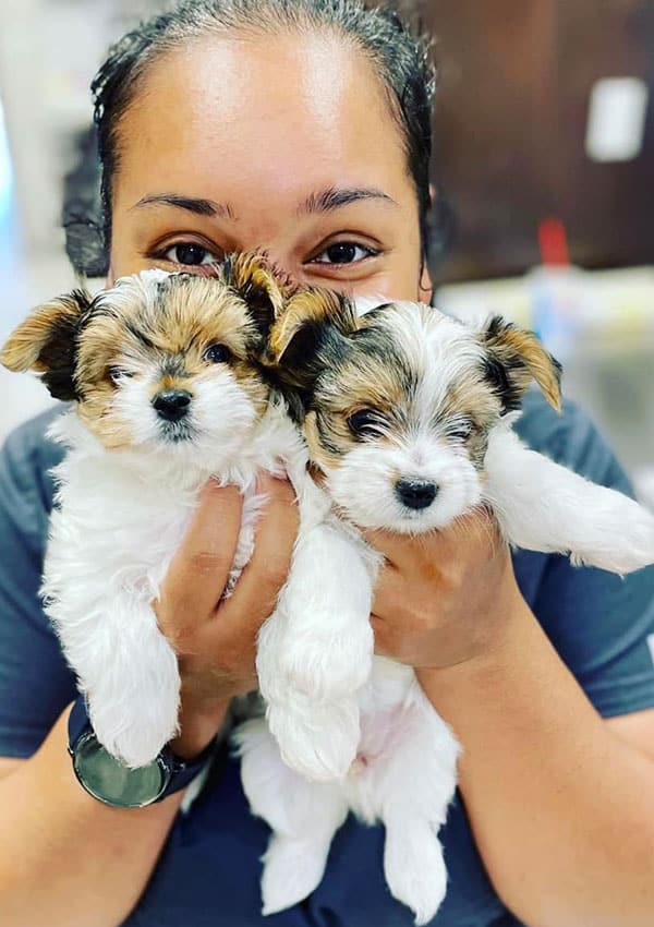 A smiling veterinarian holds up two small, fluffy puppies with white and brown fur, one in each hand, close to their face.