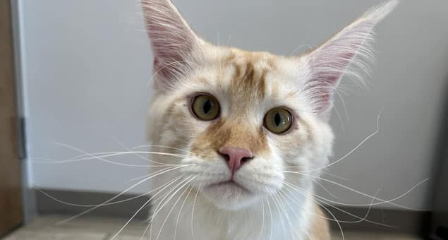 A close-up of a cream and light orange Maine Coon cat with large ears, long whiskers, and wide, curious eyes, sitting indoors on a tiled floor at a vet clinic with a neutral background.