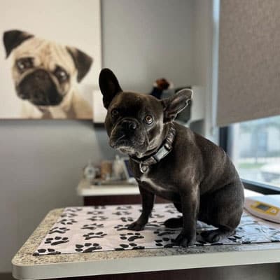 A black French Bulldog sits on a veterinary exam table covered with a paw-print cloth, waiting for the veterinarian, with a painting of a pug and a window in the background.