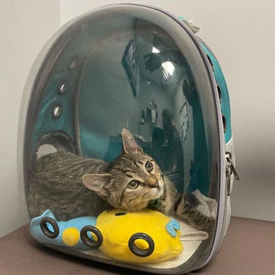 A tabby kitten lies inside a transparent pet backpack with a curved front, next to two yellow and blue plush toys, curiously peering out as if on the way to visit the vet.
