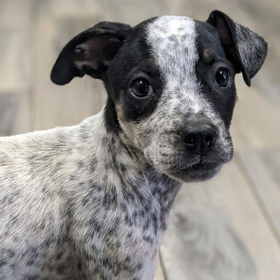 A young black and white speckled puppy with large dark eyes looks slightly over its shoulder at the vet, standing on a light-colored wooden floor.