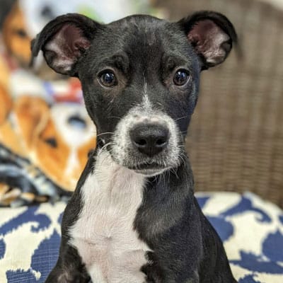 A black and white puppy with upright ears and a curious expression sits indoors on a patterned cushion, looking ready for its next visit to the veterinarian, with a colorful blanket in the background.