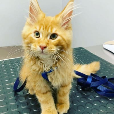 A fluffy orange tabby kitten with large ears sits on a textured mat, wearing a blue harness and leash, ready for a visit to the vet.