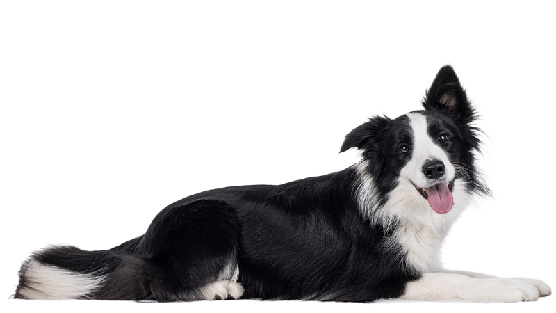 A black and white Border Collie dog is lying down on a white background, looking forward with its mouth open and tongue out, as if waiting for a treat from the vet.