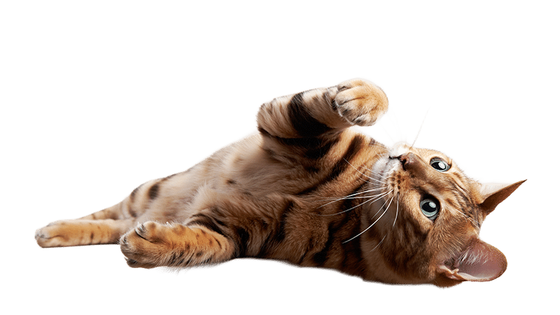 A brown tabby cat with green eyes lies on its side against a white background, looking up with its front paws slightly raised as if waiting for a veterinarian's gentle care.