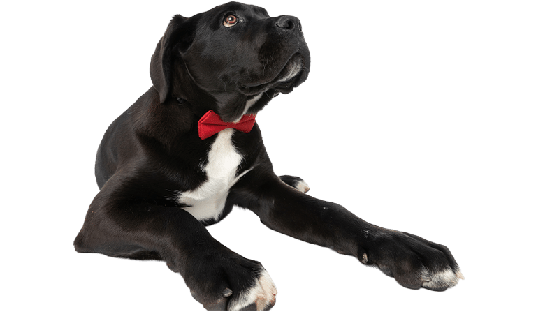 A black dog with a white chest and paws lies on the ground, wearing a red bow tie and looking upwards, as if waiting for their vet, against a plain white background.