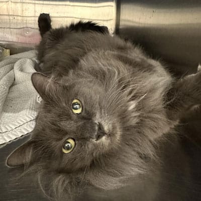 A fluffy gray cat with bright yellow eyes lies on its side, looking up at the camera near a white textured blanket and a stainless steel vet surface, as if waiting for a veterinarian’s gentle care.