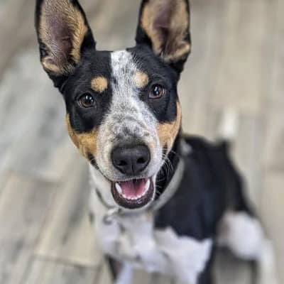 A happy black, white, and tan dog with upright ears sits on a wooden floor, looking up at the veterinarian with an open-mouthed, friendly expression.