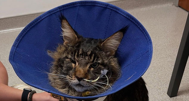 A long-haired cat with one eye closed wears a blue protective cone and has a feeding tube attached, sitting on a speckled floor next to a veterinarian’s arm.