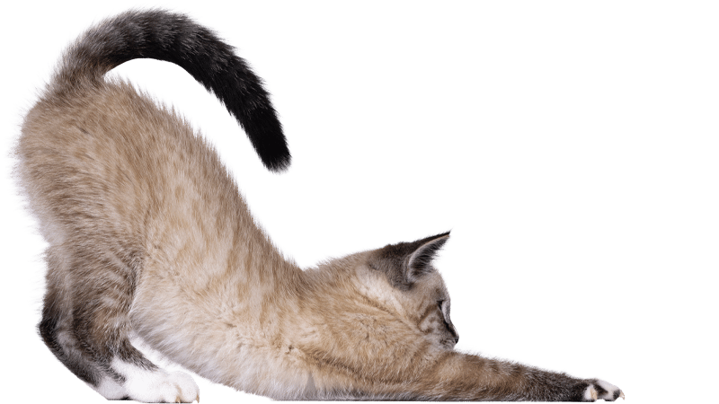 A light brown and gray kitten stretches forward with its front paws extended and back arched, tail raised high, as if greeting a vet in a clinic against a plain white background.